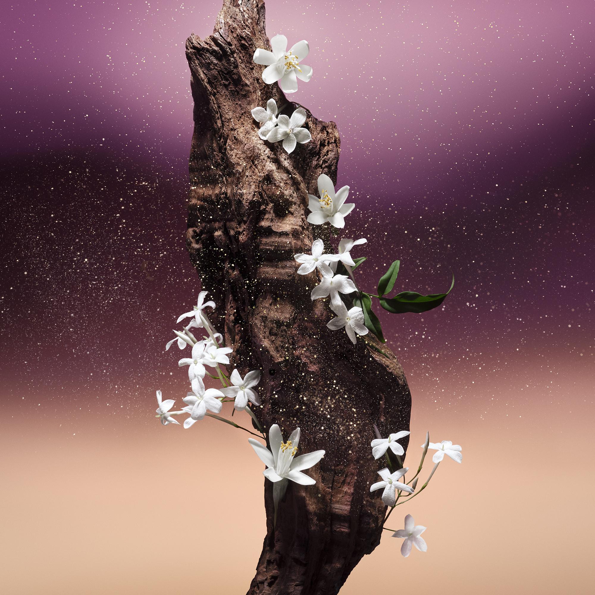 Fleur du Désert - Perfumes and Beauty - Collections | LOUIS VUITTON ®